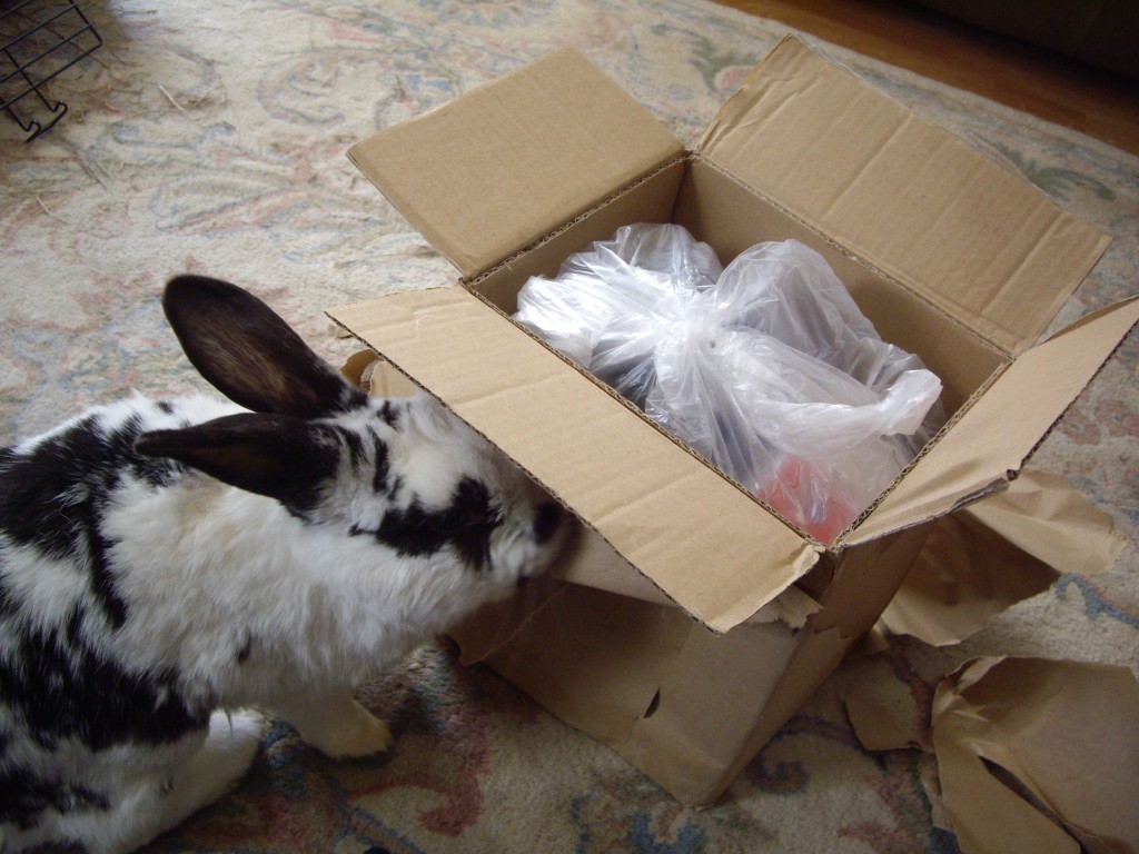 Julius helping me open my Bunny Swap package sent by Selina and Snoopy from Germany